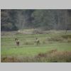 Elk 2.jpg